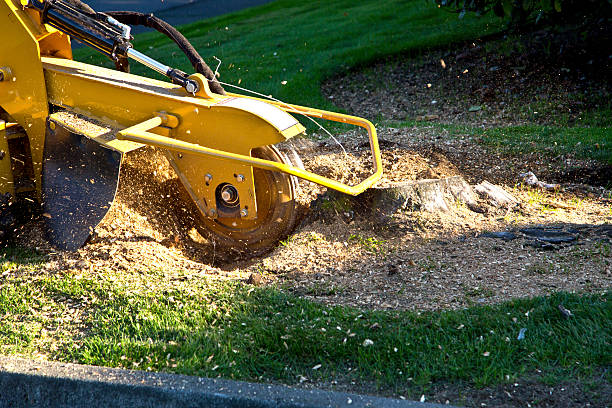 How Our Tree Care Process Works  in  Erin, TN